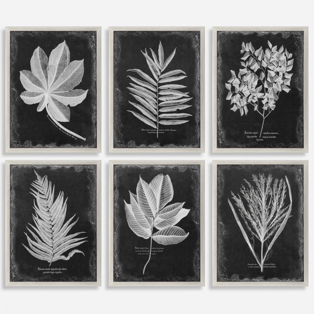 Uttermost Foliage Framed Prints Set/6